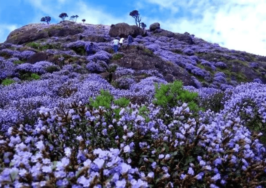 Neelakurinji