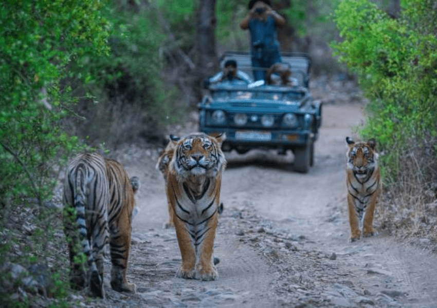 Tiger Reserve