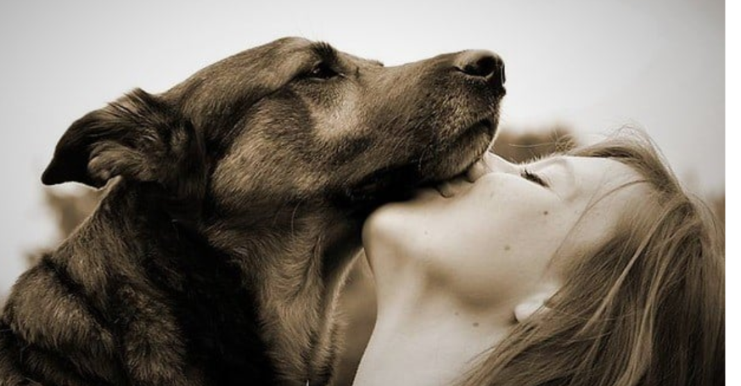 Animal Healing Process