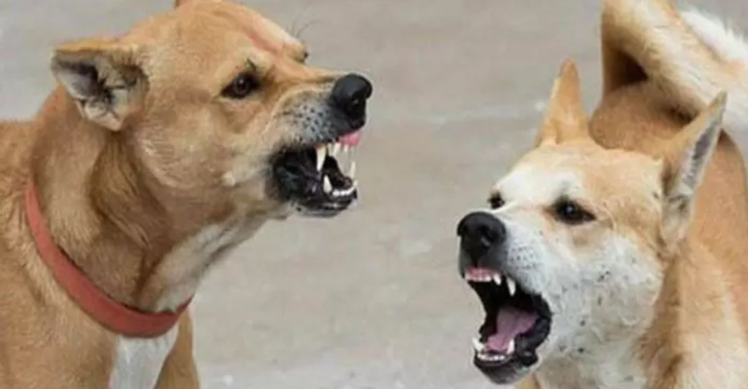 Dog Bite Cases In India