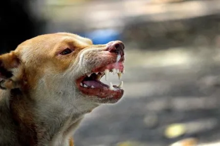 Dog Bite Cases In India: आवारा कुत्तों का बढ़ता आतंक, लोगों की जान लेने पर उतर आए डॉग लवर्स 1 Dog Bite Cases In India